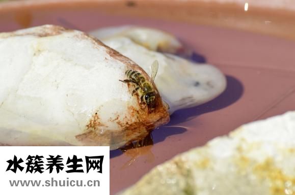 細胞免疫療法