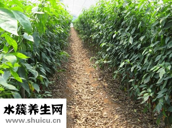生蠔都能吃么