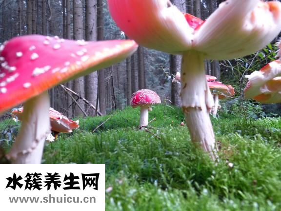 香菇煲雞湯