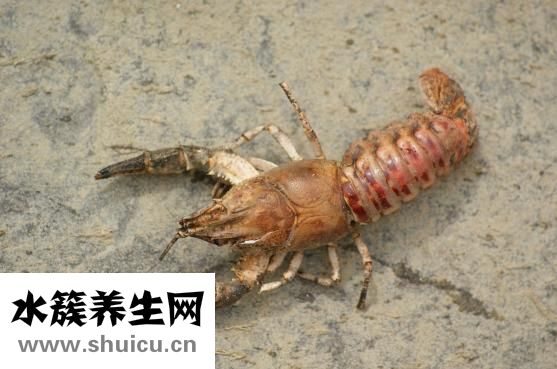 消癌平膠囊