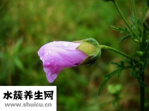 痰熱壅肺證