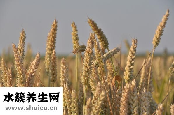 金駿眉是紅茶嗎