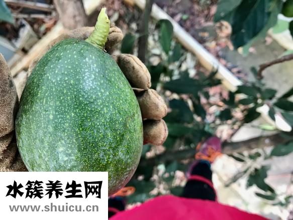 生吃白蘿卜