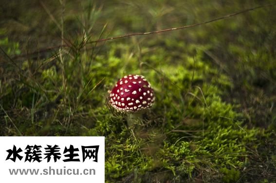 水魚的功效