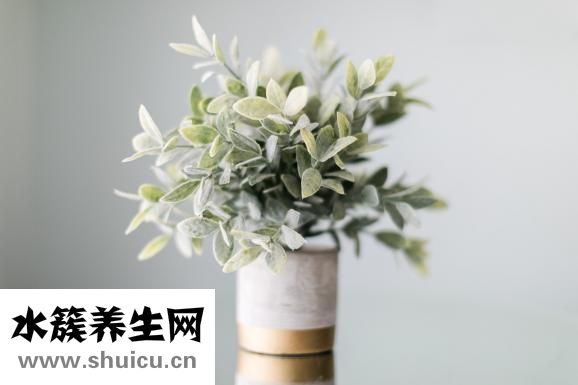 三七植物圖片