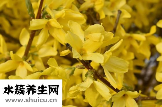銀翹解毒顆粒