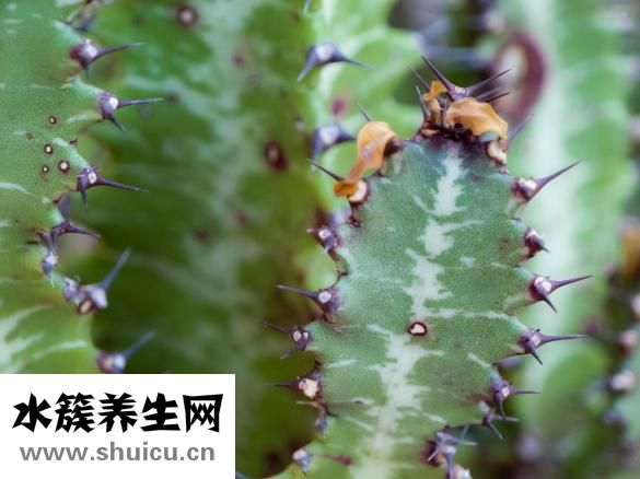 炸油條的配方