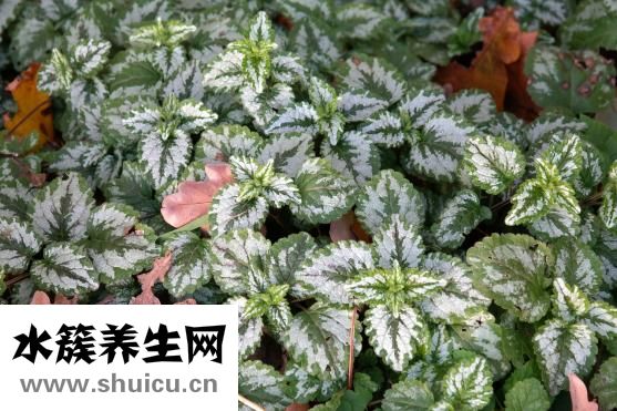 松果體囊腫