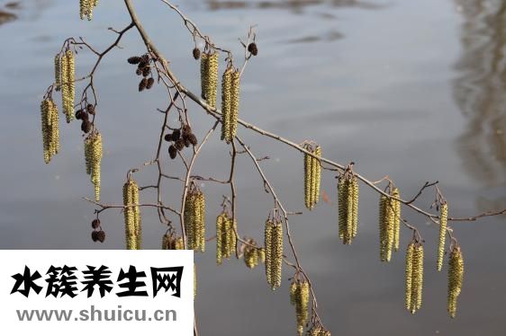 身上長膿包圖片