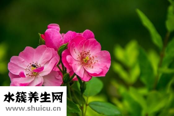 蛇酒能壯陽嗎