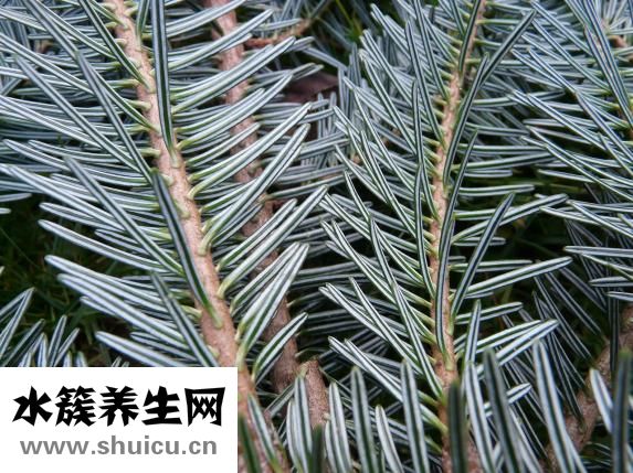 松針治療脫發