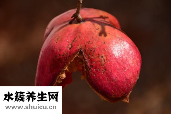燕麥上火嗎