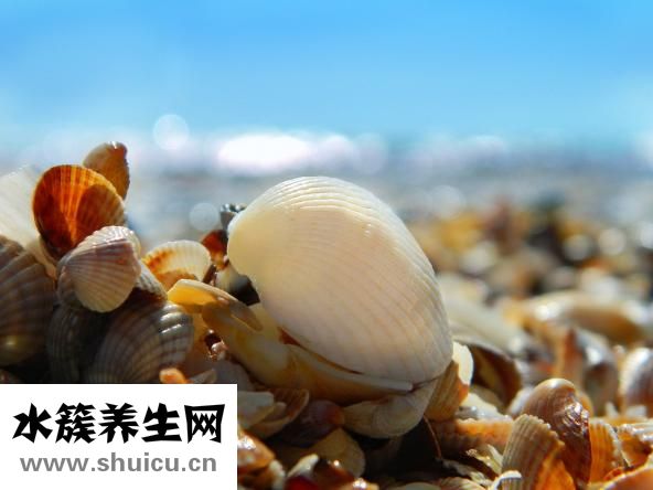 蛤蜊冬瓜湯
