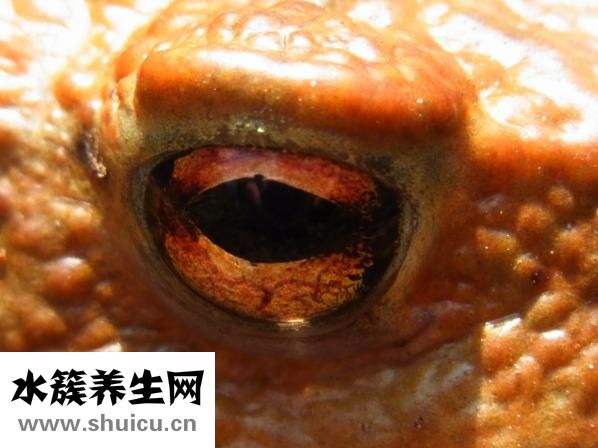 有效眼部去皺
