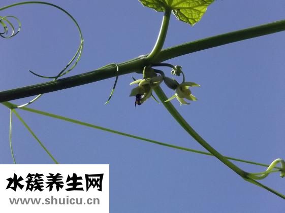 佛手瓜怎么吃