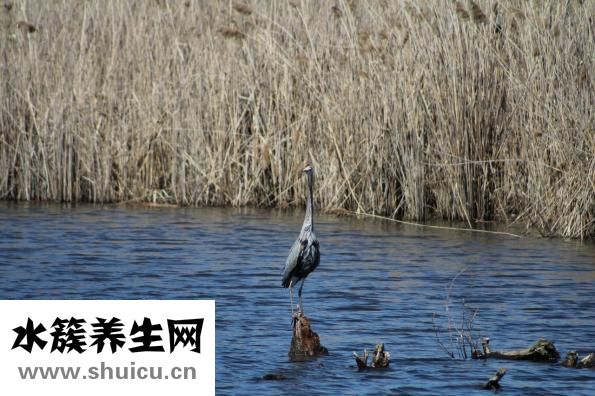 如何淡化皺紋