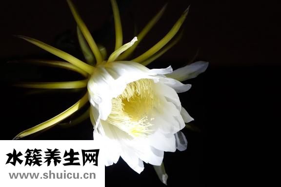 奇異果怎么吃