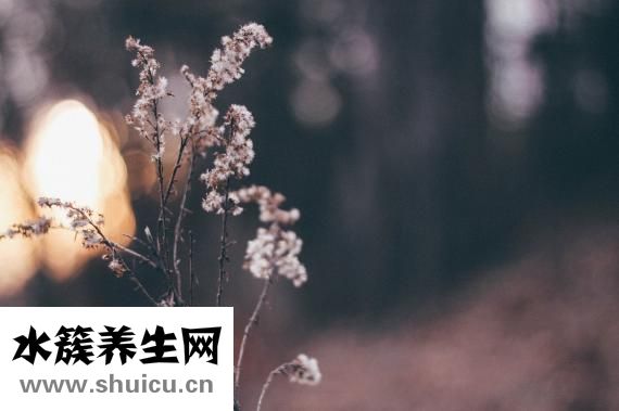 如何成為明星