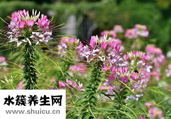 婦檢都檢查什么