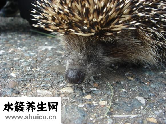 如何縮小鼻頭