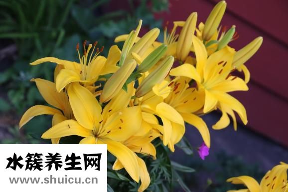 什么是陰陽人