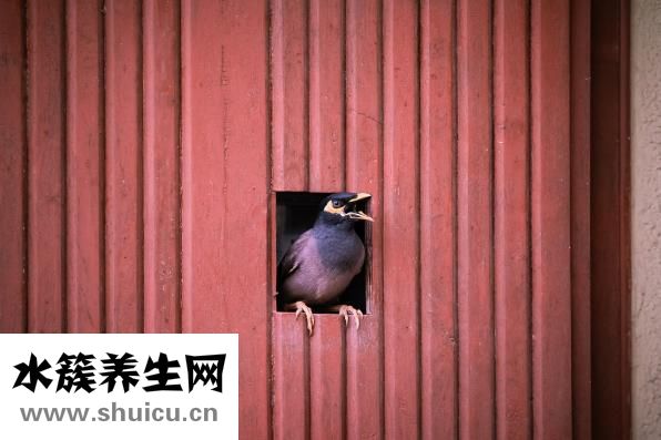 什么是開眼角