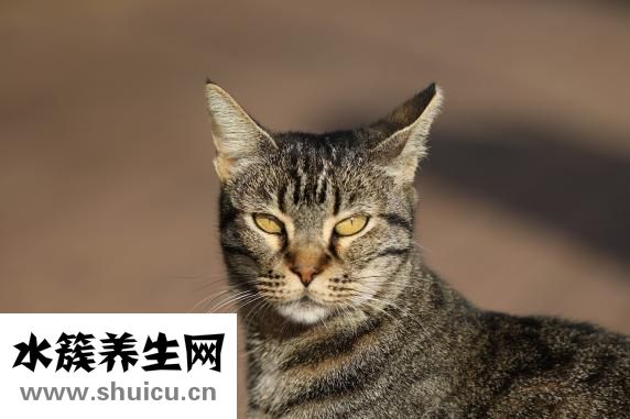 如何去眼部皺紋