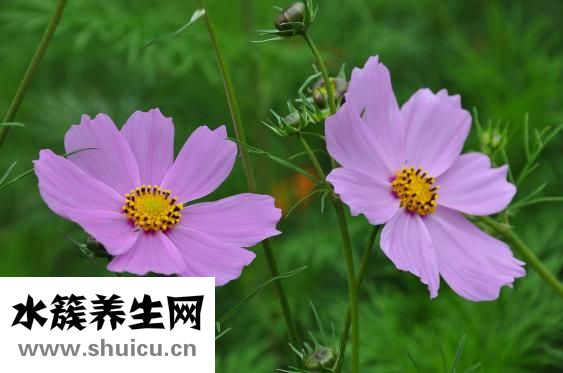 蓮花什么時候開