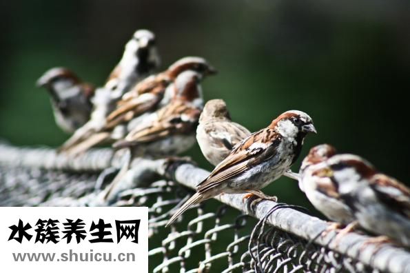 百雀羚怎么樣