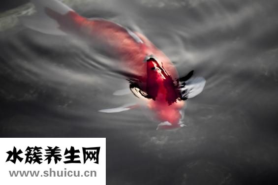 心肌梗塞吃什么好
