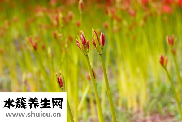 粽子葉是什么