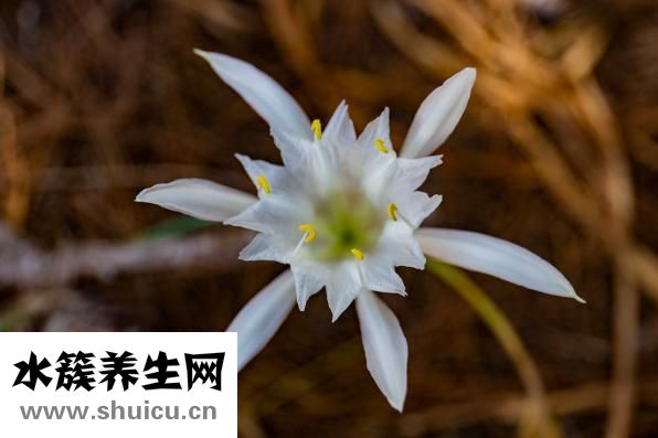 地貧是什么