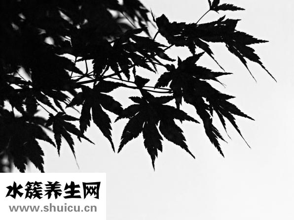 牙齒松動吃什么藥