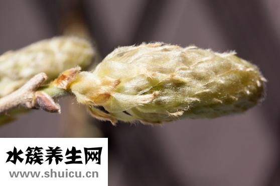 倭瓜怎么做