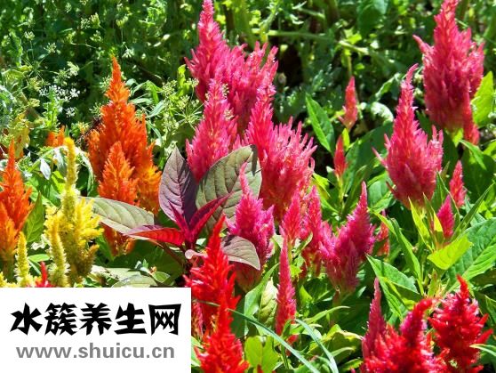 倪海廈書籍怎么樣