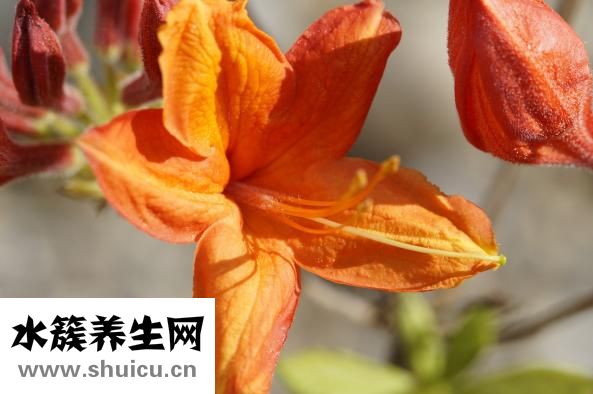 姚康壽怎么樣