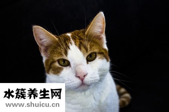 給貓咬了怎么辦