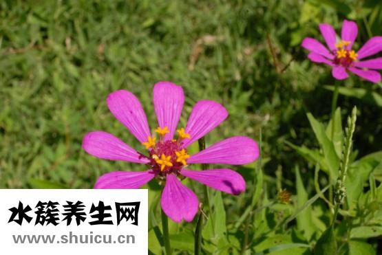 清潔度日語怎么說