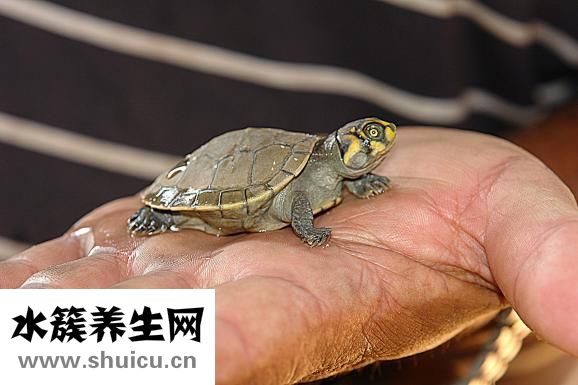 手小怎么辦