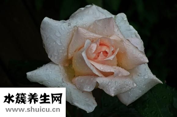 做夢多怎么辦