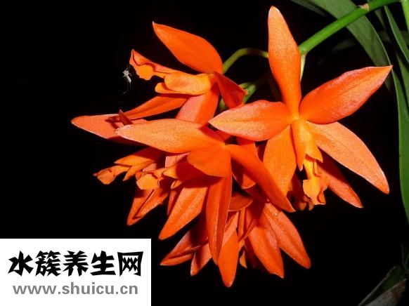 蚊子塊怎么止癢