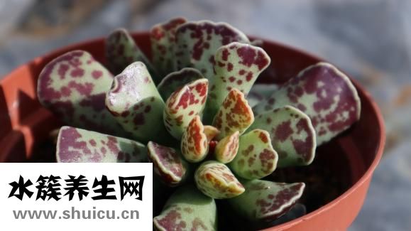 德國切肉刀怎么選