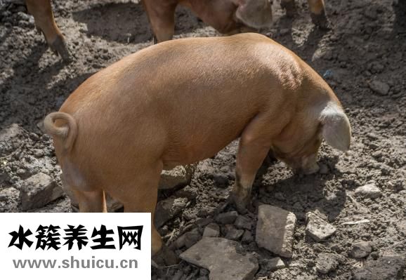 壁報怎么做