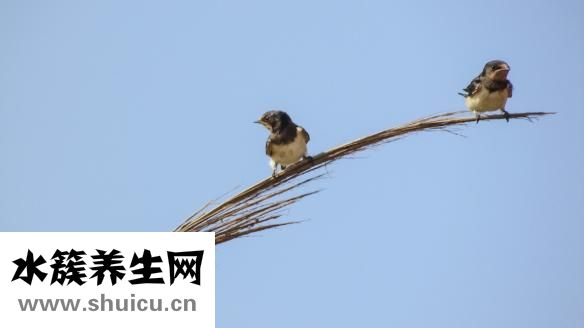 燕子怎么過冬