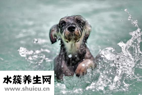 狗狗有鉤蟲怎么辦