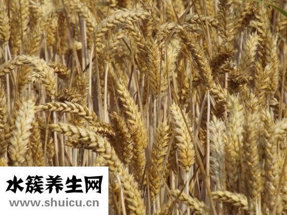 小鵝怎么養殖技術