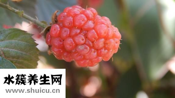 過年沒錢怎么辦