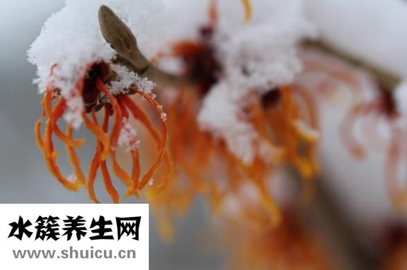 金錢橘怎么種