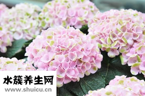 怎么調養氣色
