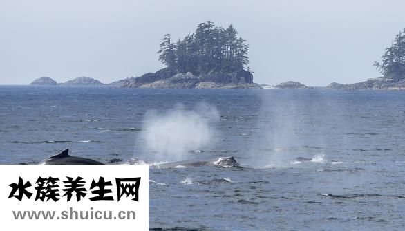 下循環魚缸怎么換水